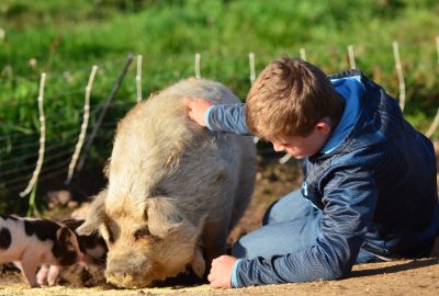 weaning-pasture-piglets
